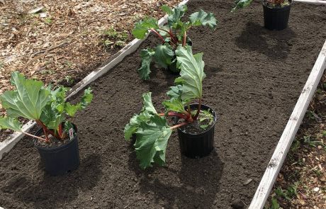 Bicentennial Community Garden