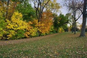 Autumn Fall Leaves At Lake Storey