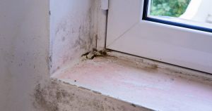 mold around window